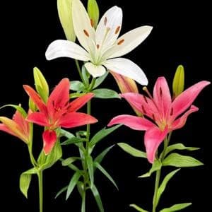 L.A. Lily Assorted 60 STEMS 3/5 BL