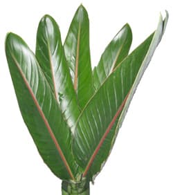 Bird Leaves Green 50 ST/BX 50-60cm