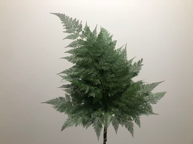 Davalia Fern 10bu/bx Green 40cm