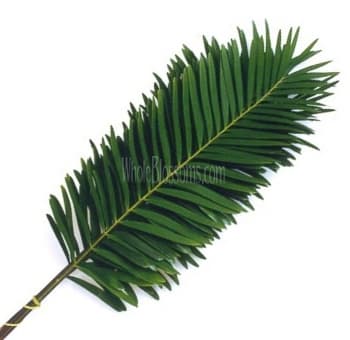 Coontie Green 15 BU/BX 60cm