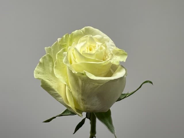 Roses 100 Stems Mondial 50cm