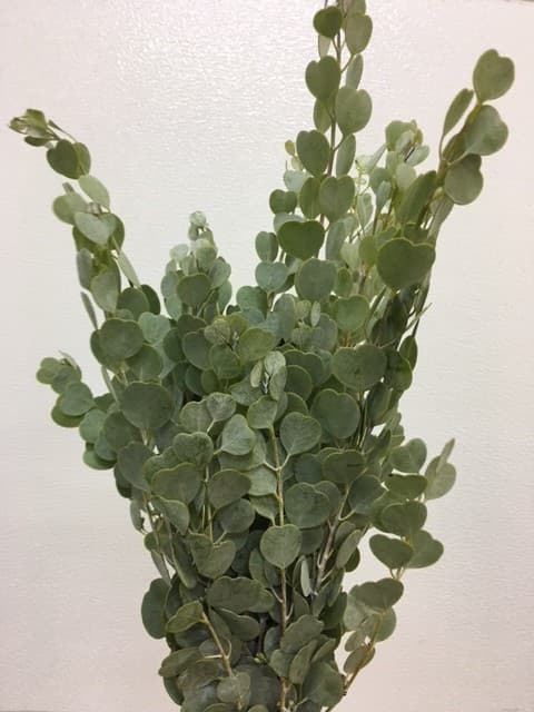 Gum Drop Euc. Green 10BU/BX