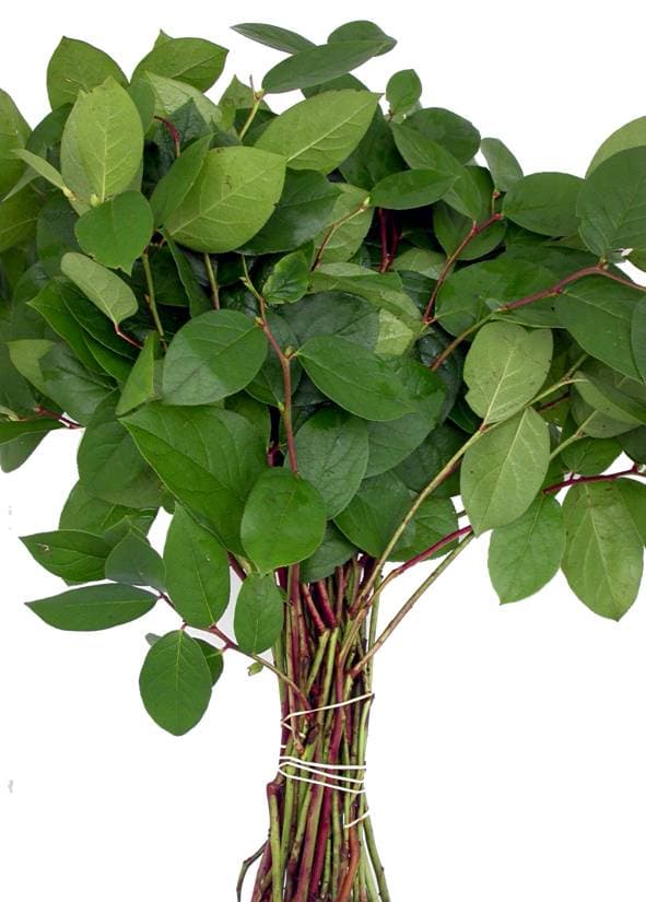Salal 12 Bu/bx Green 80cm