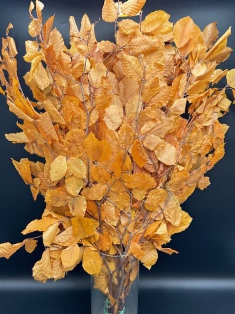 Copper Beech 30bu/bx Yellow