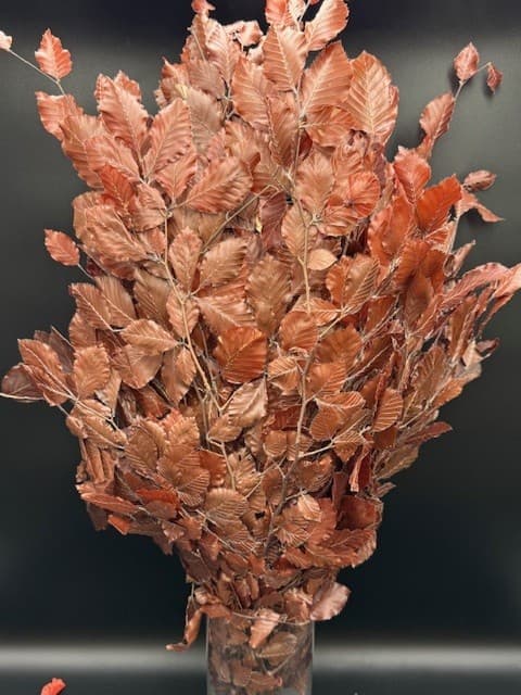 Copper Beech 30bu/bx Burgundy
