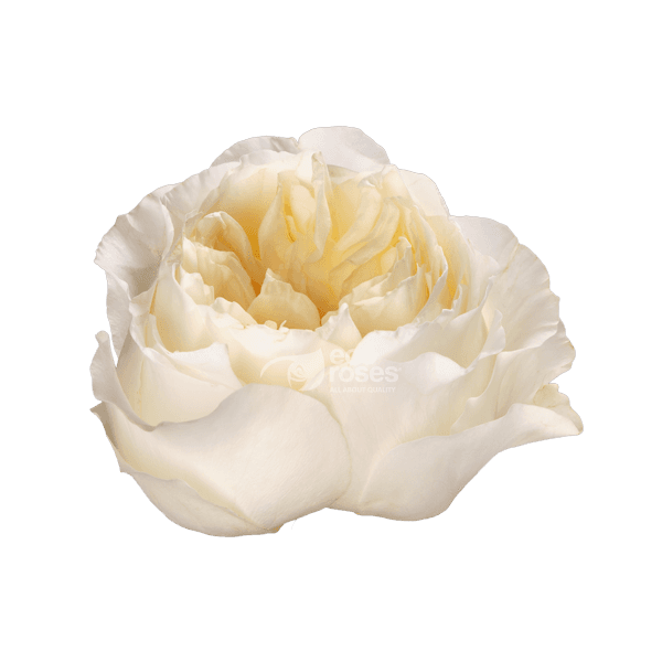Roses Vicky Gardens White/cream 50 Cm