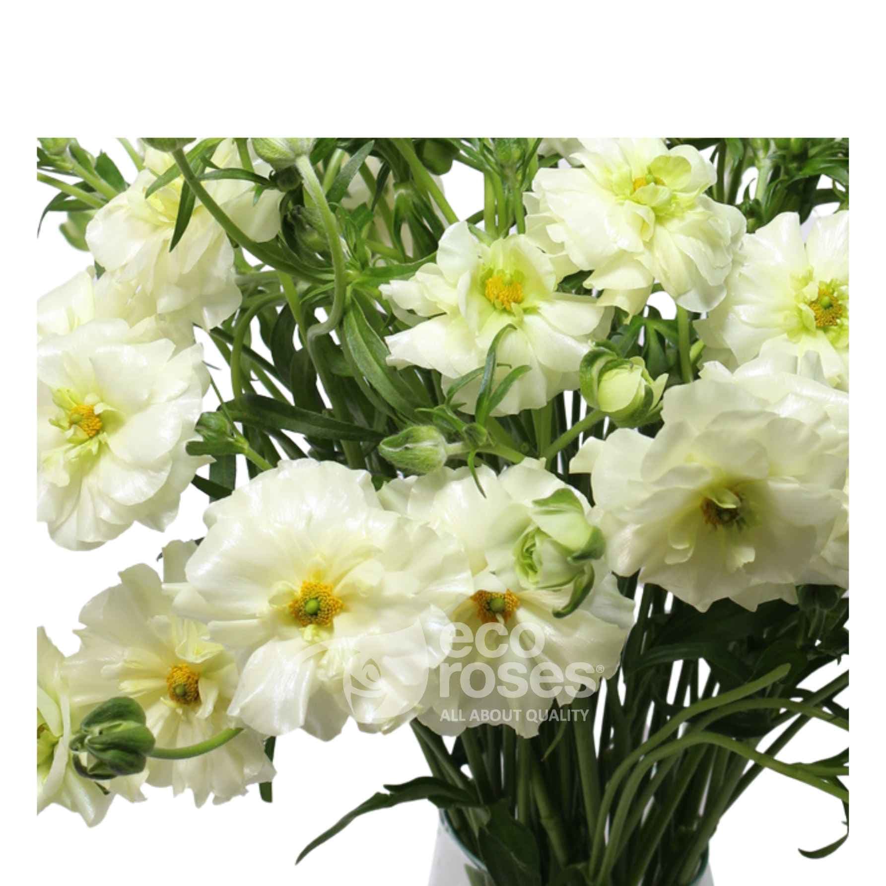 Butterfly Ranunculus Graces Cream / White 55/60 Cm