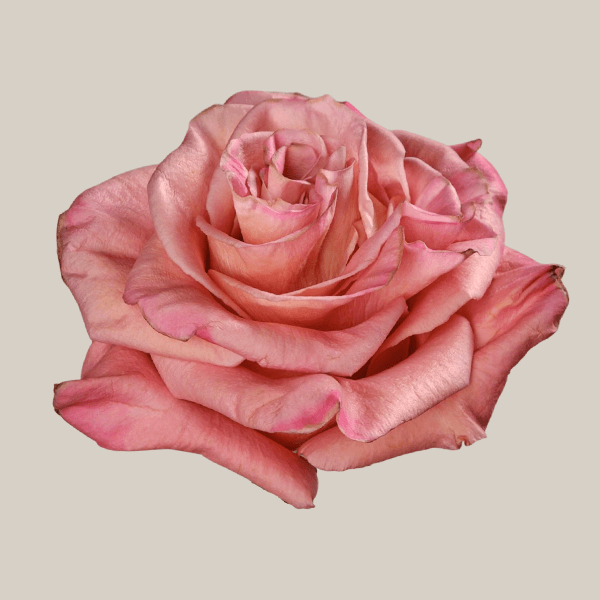 Roses Brisa Dusty Pink 60 Cm