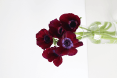 Anemone Carmel Bordeaux Burgundy 30-40 Cm