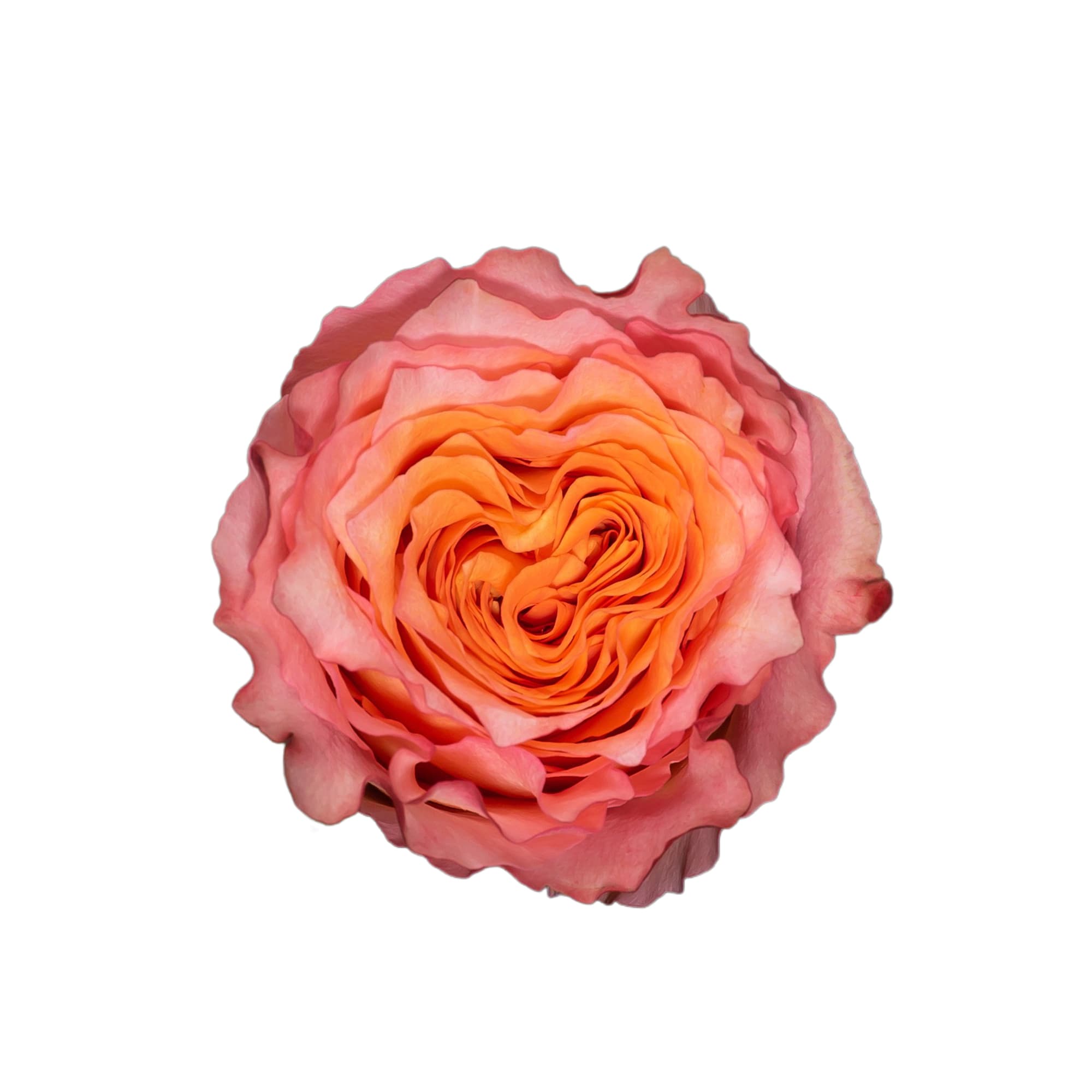 Rose Free Spirit Bicolor Orange 40cm