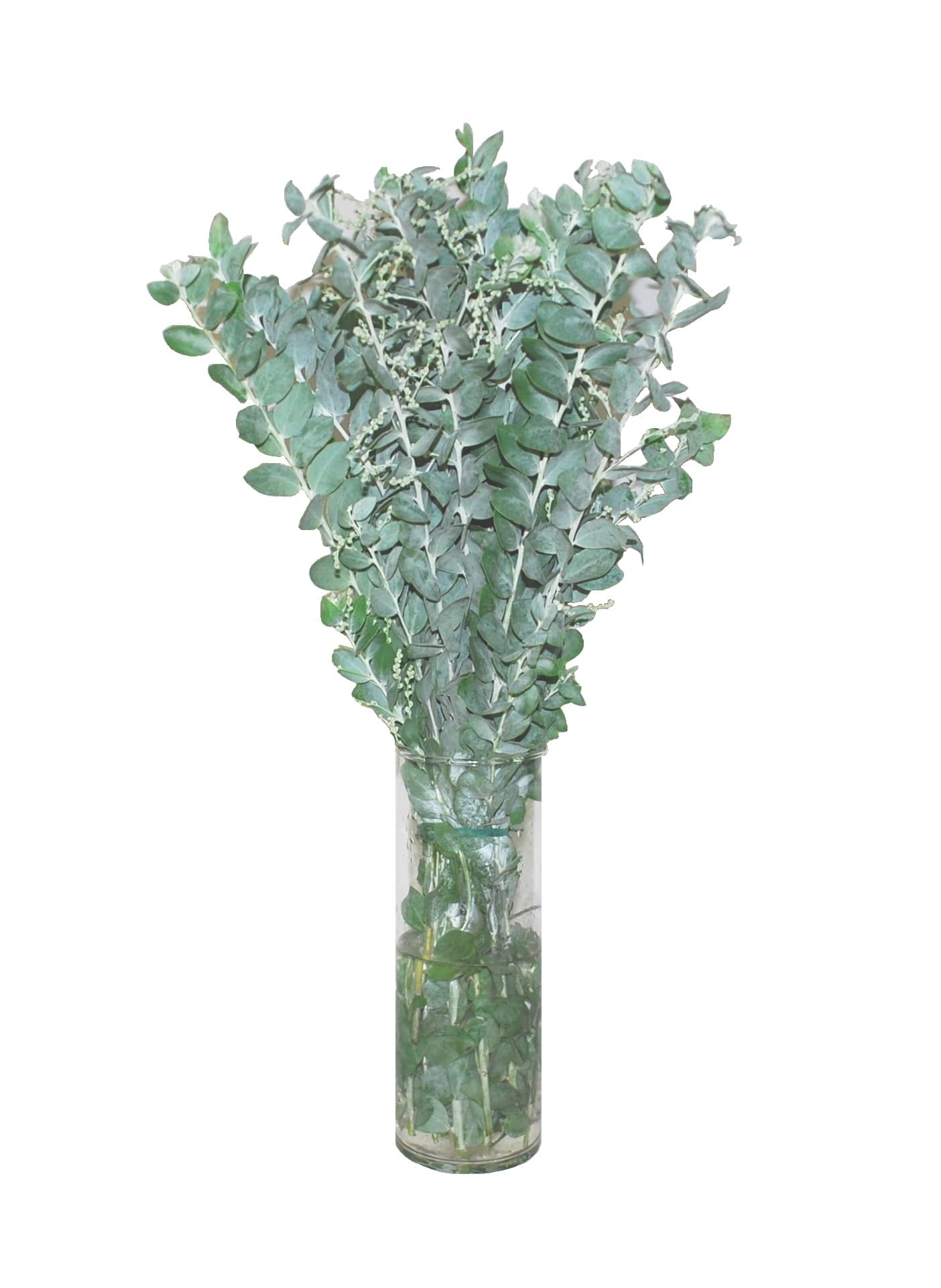 Acacia Pearl Natural