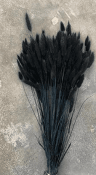 Preserved Bunny Tail Lagurus Black 60 Cm 100 Gr - Italia