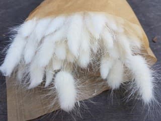 Preserved Bunny Tail Bleached Lagurus White 60-70 Cm Italia