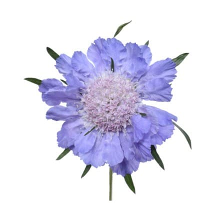 Scabiosa Caucasian Blue Lavender 50 Cm