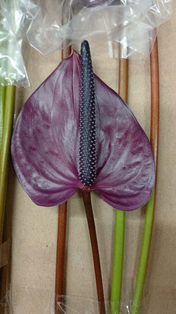 Anthurium Maravilla Purple 11 Cm - Nl