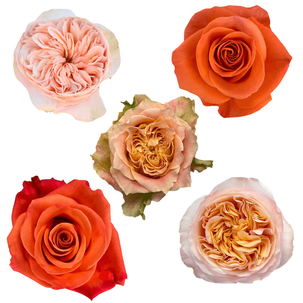 Combo Rose, Garden, Spray Garden Orange 40/50cm