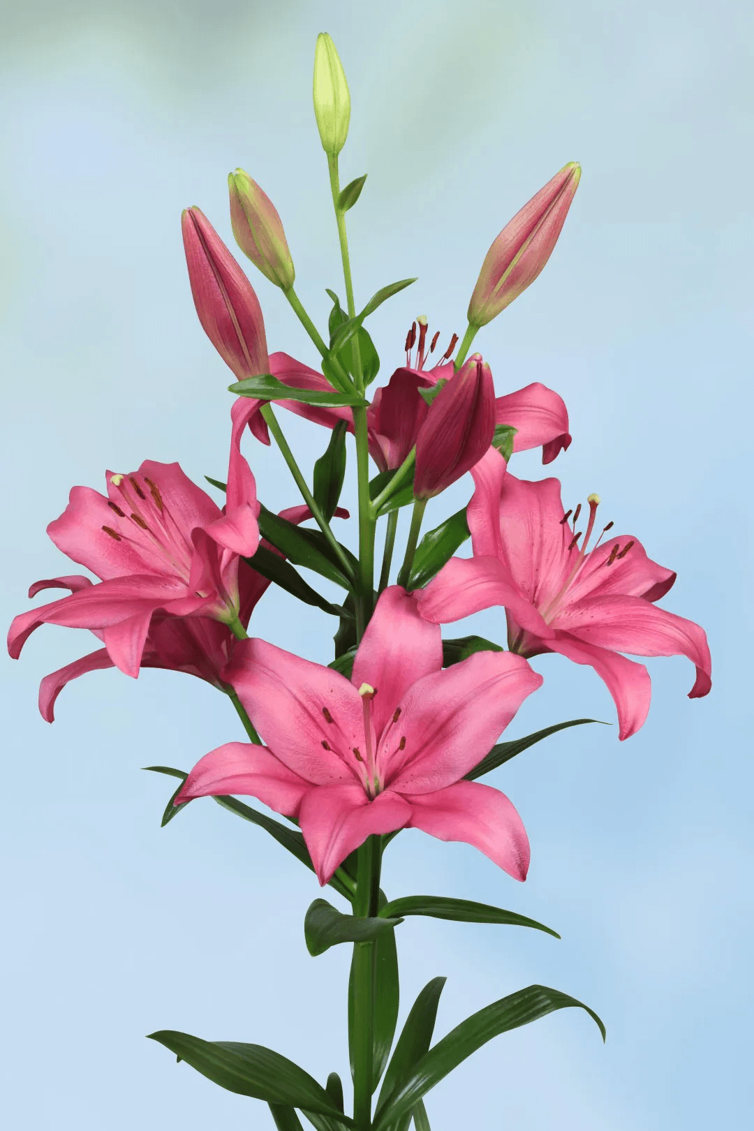 Lily (Hybrid) LA Pink Dark Yerseke 3/4 BL