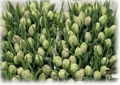 Tulip Katinka Double Pink