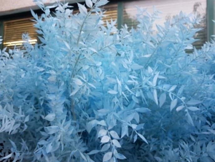 Preserved Italian Ruscus Blue Light 60-80 Cm X 5 St Bleached