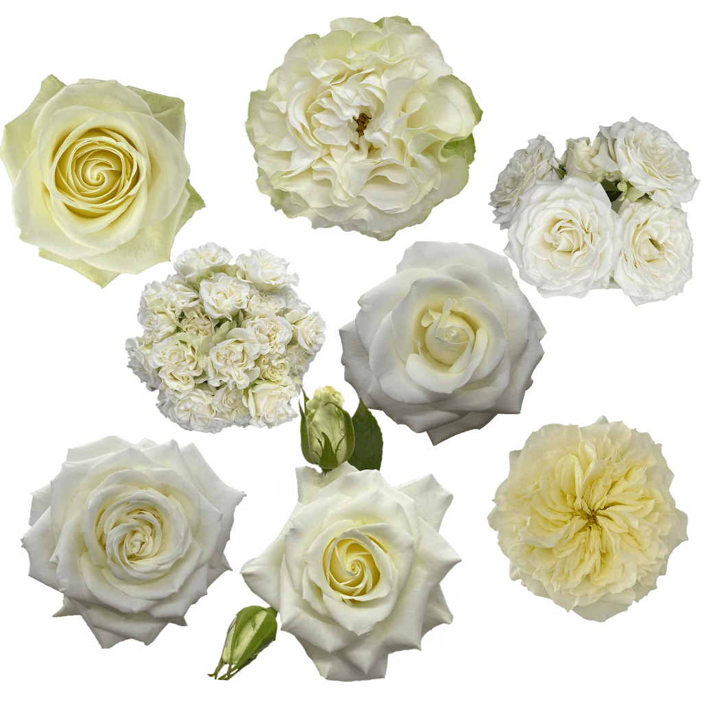 Combo Rose, Garden, Spray Garden White 40/50/60cm