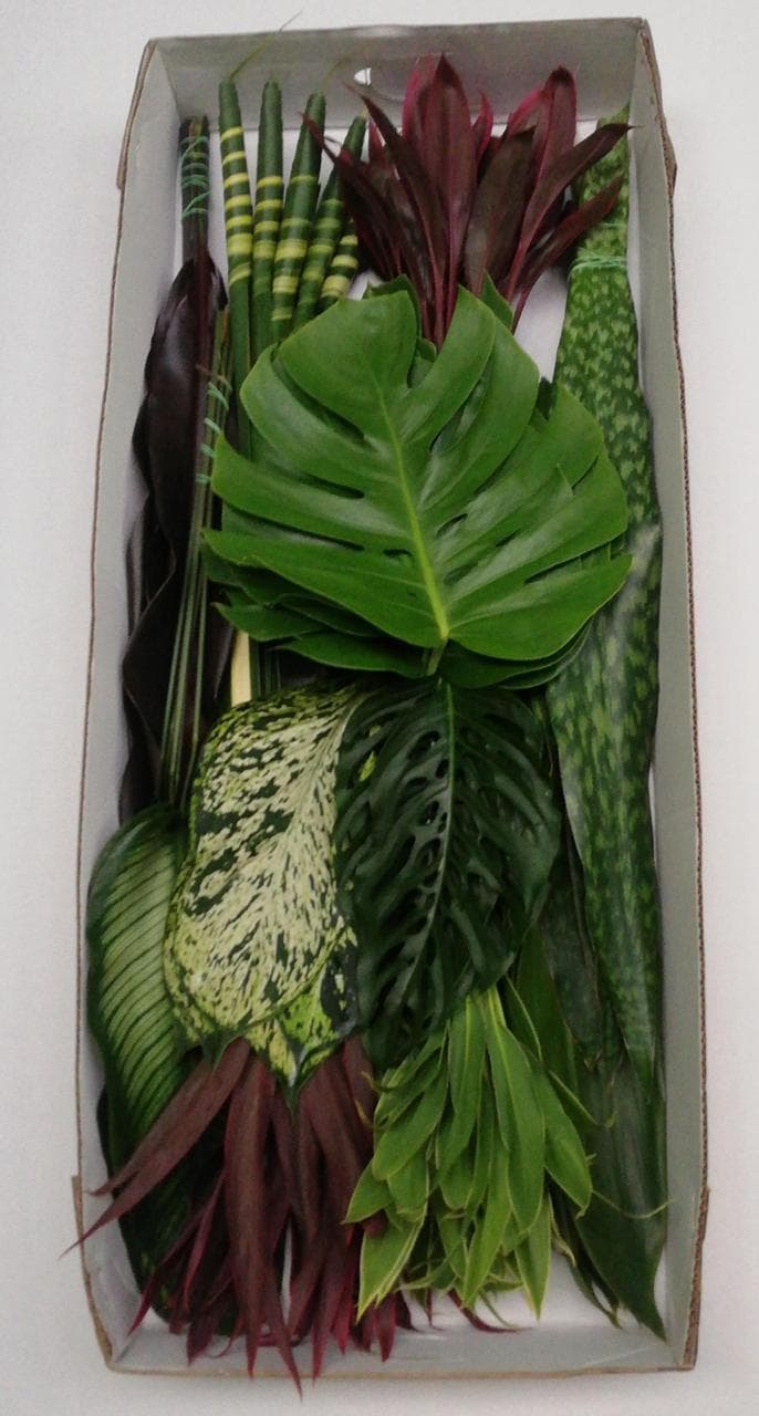 Greens Magic Tropical (foliage) Asst Mix