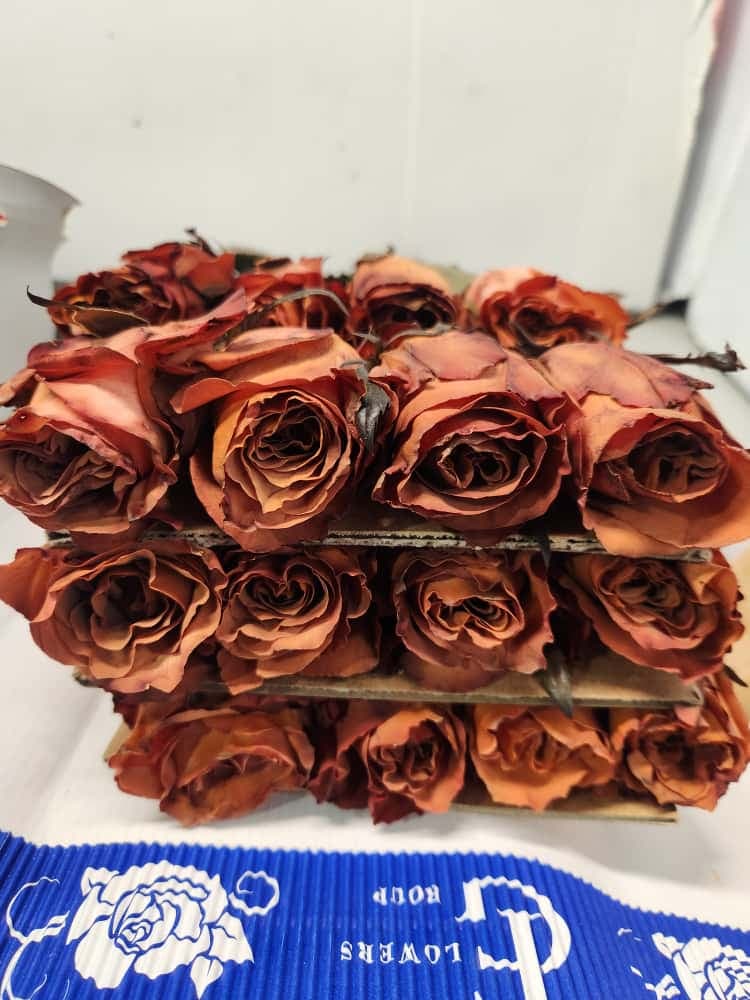 Rose Tinted Toffee Caramel Brown 50 Cm