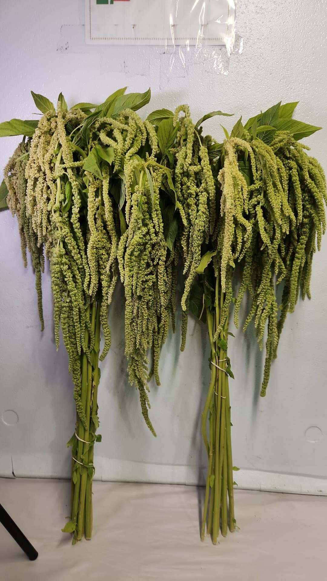 Amaranthus Hanging Green 50 Cm