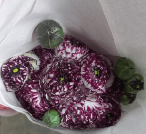 Ranunculus Striato Bic White Purple 40 Cm