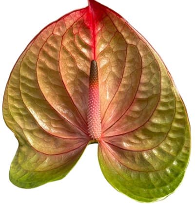 Anthurium Licosa Pink Antique Bic Med Nl