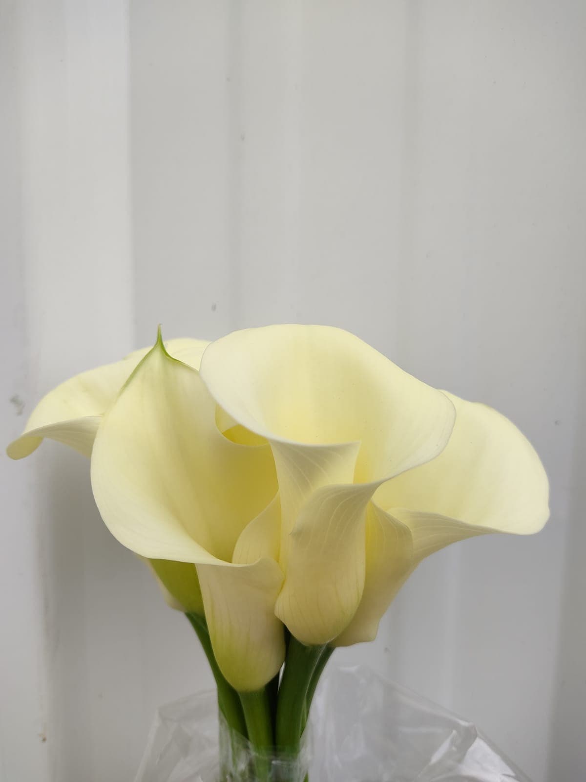 Calla (mini) Flirt Cream / White 40 Cms