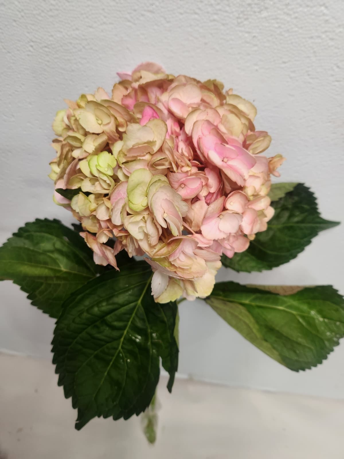 Hydrangea Antique Bic Latin Tint Green Pink Bic Select 16 Cm