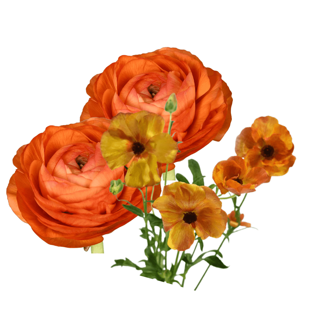 Combo Ranunculus Elegance & Butterfly Orange