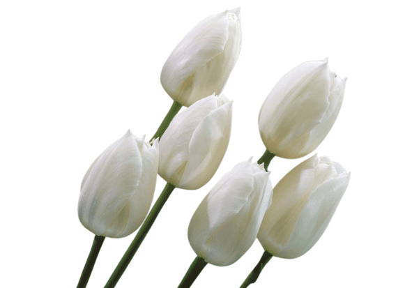 Tulip Inzell White 35 Cm