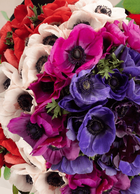 Anemone Assorted 30/35/40 Cm Ec