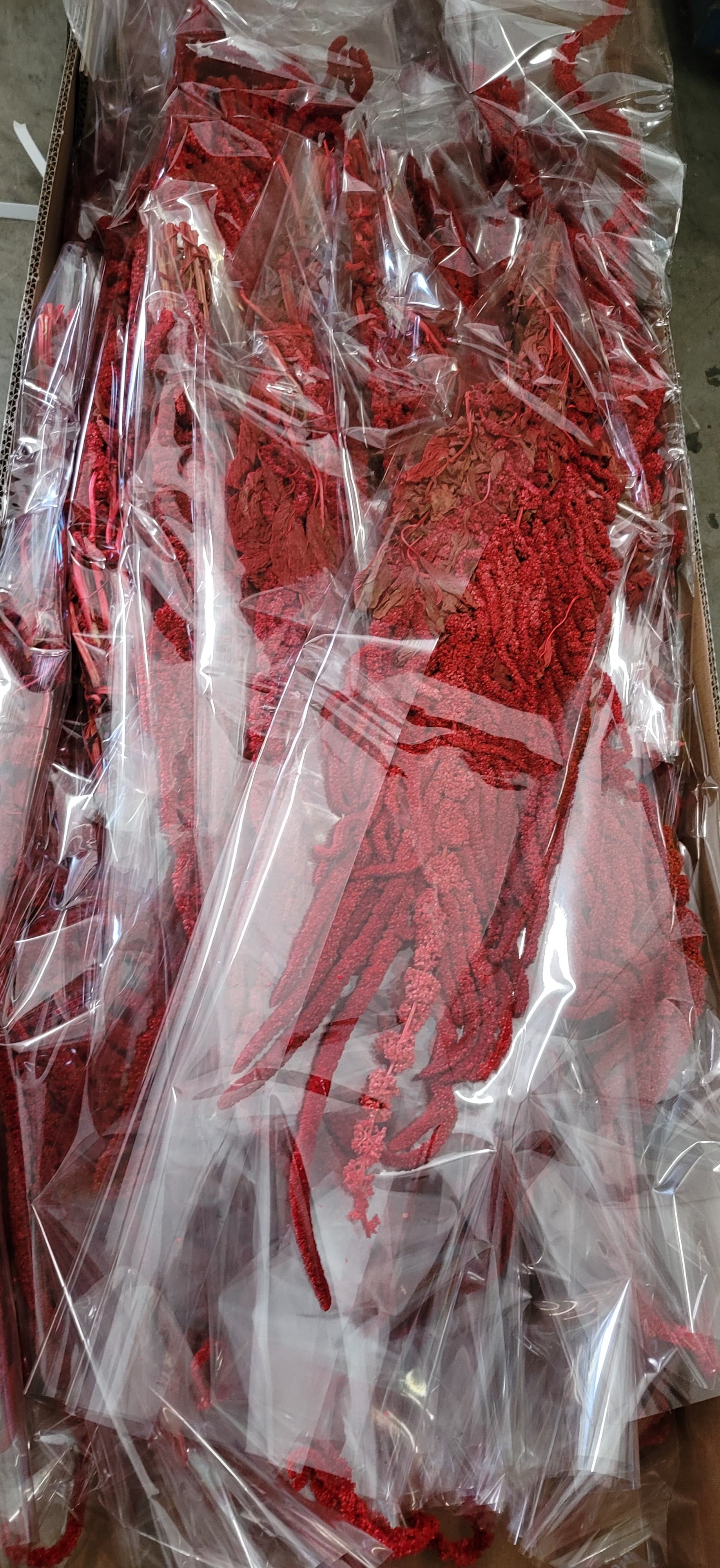Preserved Amaranthus Red Hanging 2-5 Stems Italia