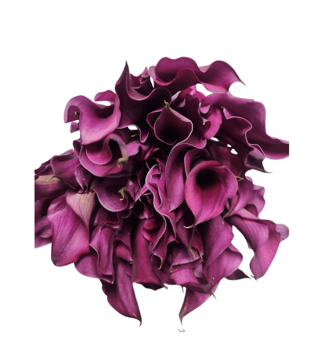 Calla (mini) Purple 40 Cm