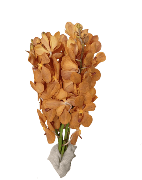 Orchid Mokara Orange Isabel Isb