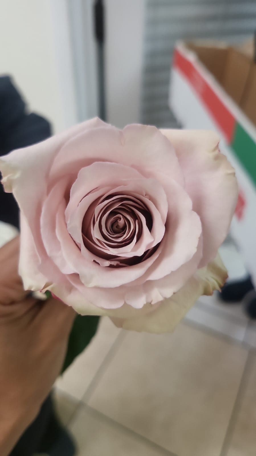 Rose Quicksand Sand 40 Cm