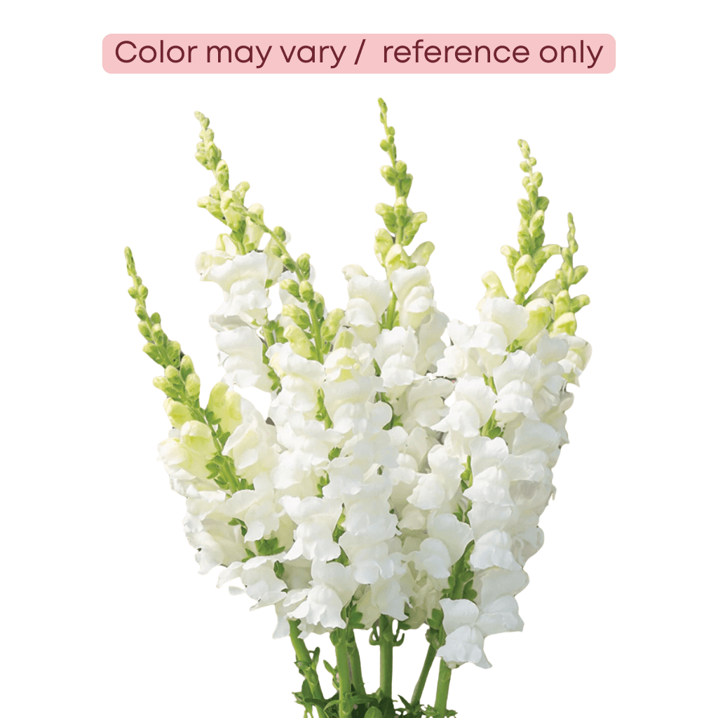 Snapdragon White 70 Cm