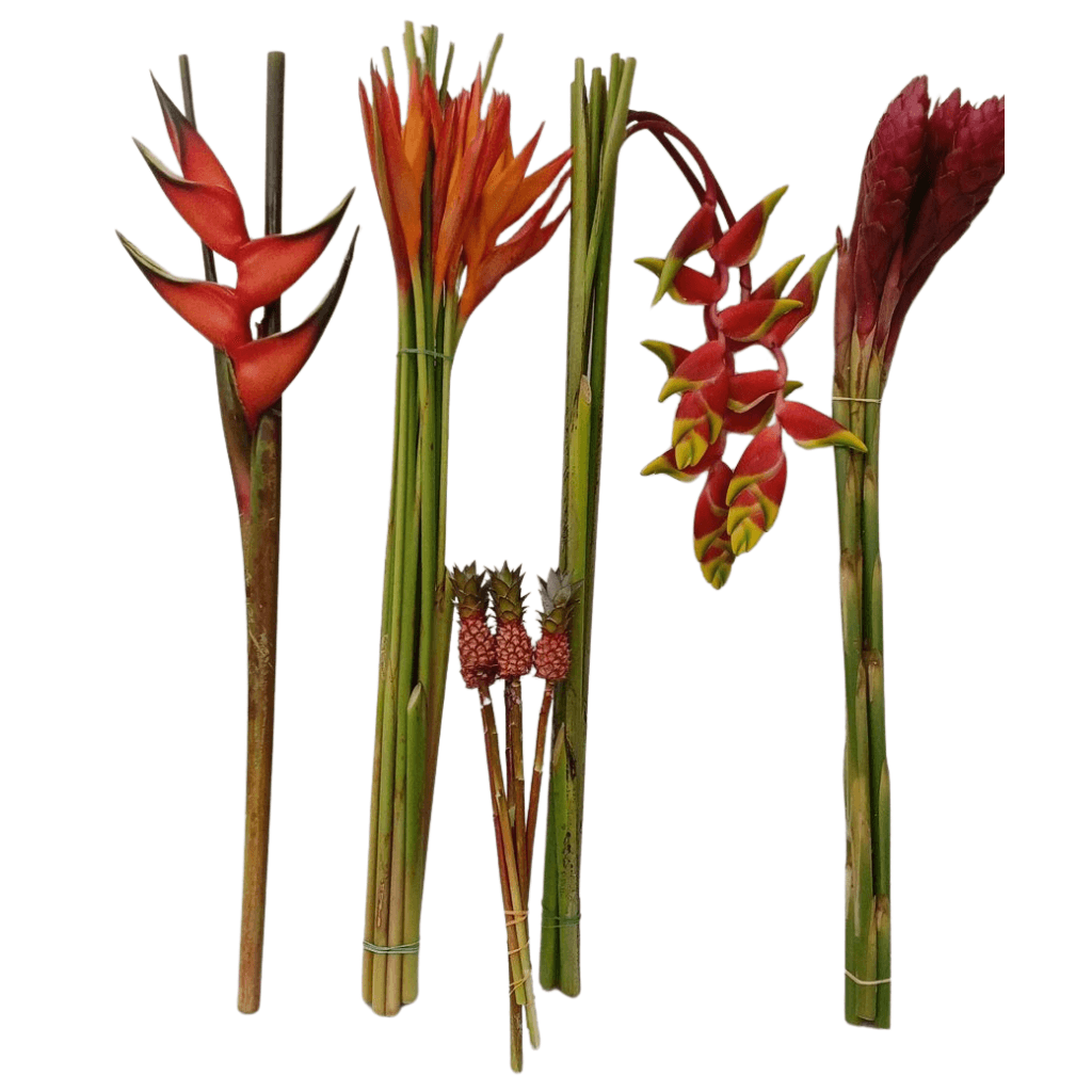 Tropical Tropical Mix 55 Ging, Helic, Mini Pine Rainbow