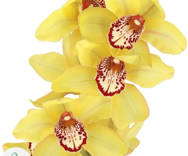 Cymbidium La Vie Stella Yellow 8/11 Bl