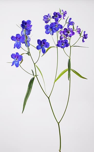 Delphinium Blue Sunshine Spray 60 Cm