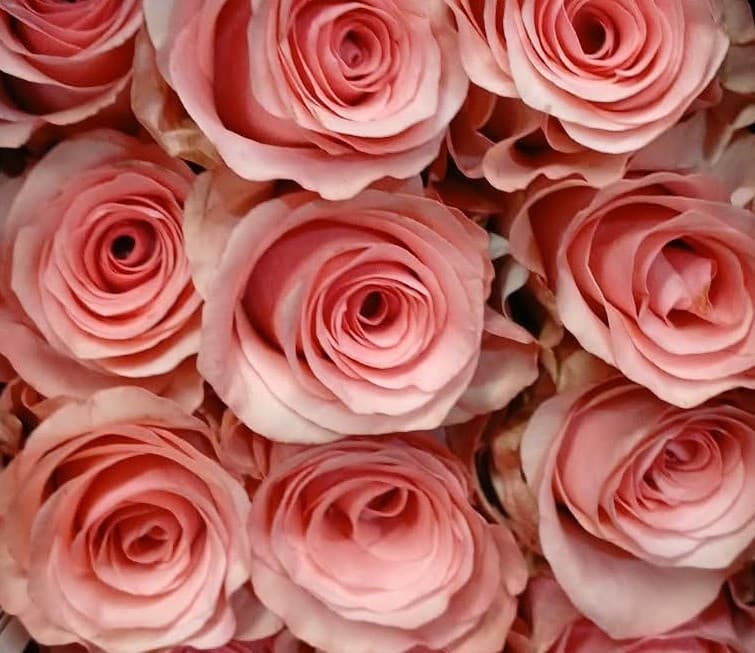 Rose Barbie Curl Pink 50 Cm