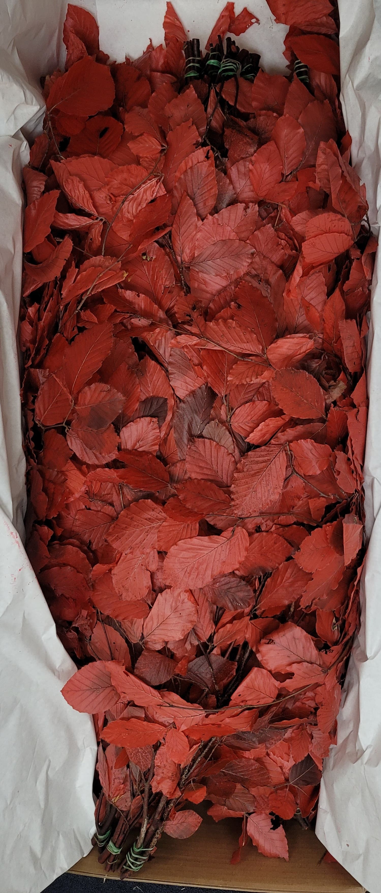 Preserved Copper Beech Red 150 Gr - Italia