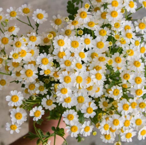 Pompon Matricaria Feverfew (chamomile,tanacetum) White 80 Cm