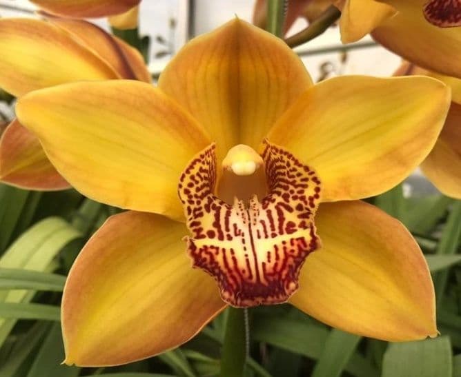Cymbidium Esther Yellow 5/8 Bl 50 Cm