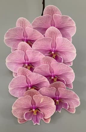 Orchid Phalaenopsis Dusty Lt Pink 8 Bl Tw Bl-lp