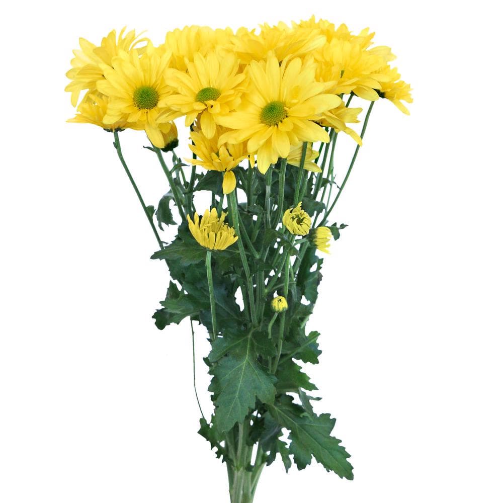 Pompon Daisy Yellow Atlantis
