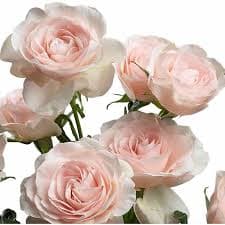 Rose (spray) Celestial Blush Pink 40 Cm