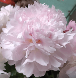 Peony Alertie Pink Light 40-50 Cm Chile